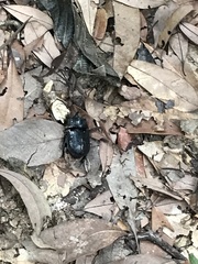 Trichogomphus mongol