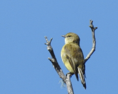 Microeca flavigaster