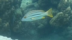 Lutjanus carponotatus