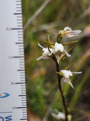 Prasophyllum odoratum