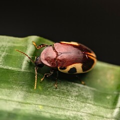 Coleoptera