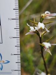 Prasophyllum odoratum