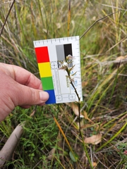 Prasophyllum odoratum