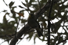 Zosterops virens capensis