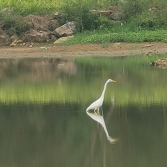 Ardea alba