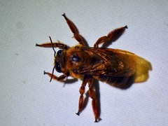 Xylocopa myops
