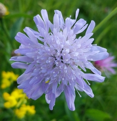 Dipsacoideae
