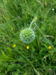 Dipsacoideae