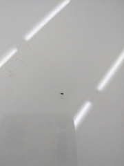 Linyphiidae