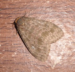 Lepidoptera