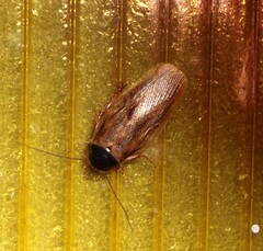 Pycnoscelus indicus