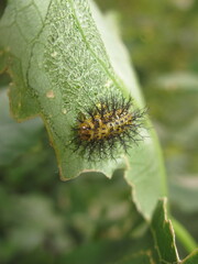 Henosepilachna vigintioctopunctata