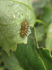 Henosepilachna vigintioctopunctata