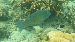 Choerodon schoenleinii