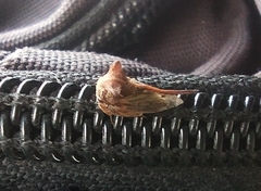 Oxyrhachis