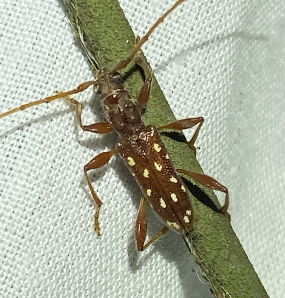 Thoris octoguttata