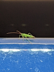 Trigonotylus caelestialium