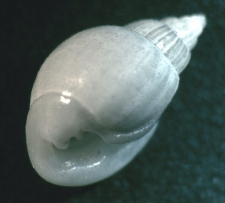 Ringiculimorpha