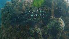 Epinephelus coeruleopunctatus