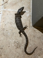 Cyclodomorphus gerrardii