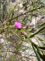 Jacksonia thesioides
