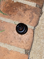 Archispirostreptus syriacus