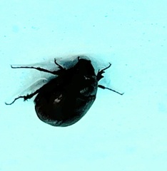 Maladera insanabilis