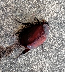 Maladera insanabilis