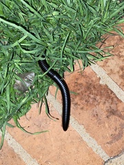 Archispirostreptus syriacus