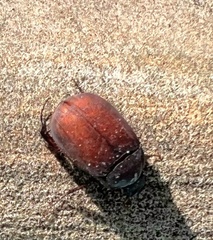 Maladera insanabilis