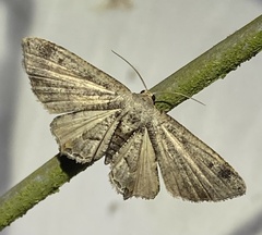 Phazaca interrupta
