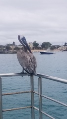 Pelecanus occidentalis urinator