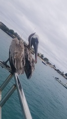 Pelecanus occidentalis urinator