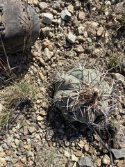 Echinocactus horizonthalonius