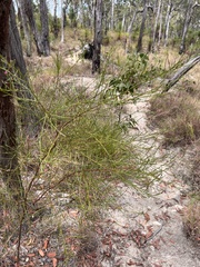 Jacksonia thesioides