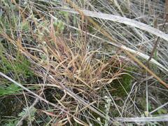 Cleistogenes squarrosa