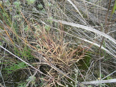 Cleistogenes squarrosa