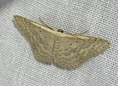 Idaea philocosma