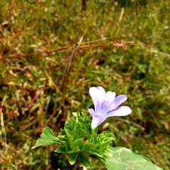 Barleria cristata