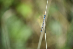 Coenagrion caerulescens