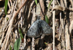 Metaxmeste phrygialis