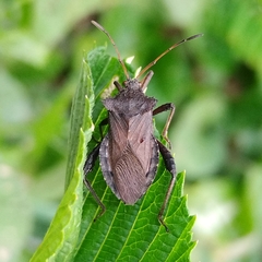 Camptischium