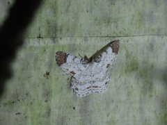 Epimecis diffundaria