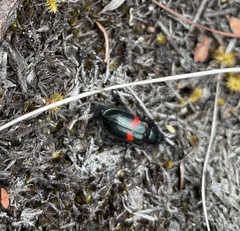 Astylus aulicus