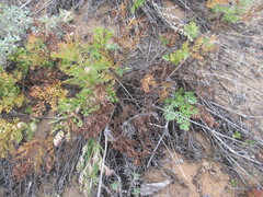 Pulsatilla turczaninovii