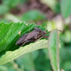 Camptischium