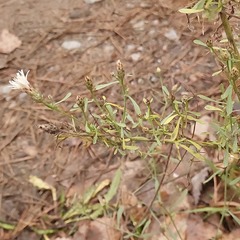 Centaurea ×psammogena