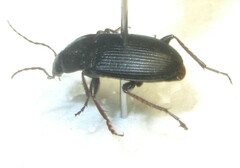 Calathus fuscipes