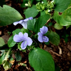 Barleria cristata
