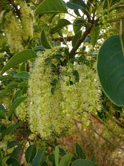 Phytolacca dioica